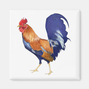 Magnet de coq