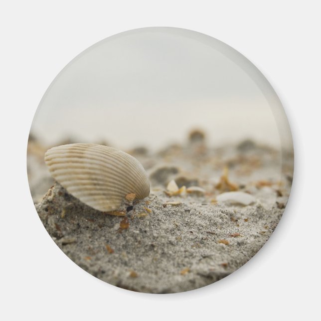 Magnet de coquillages (Devant)