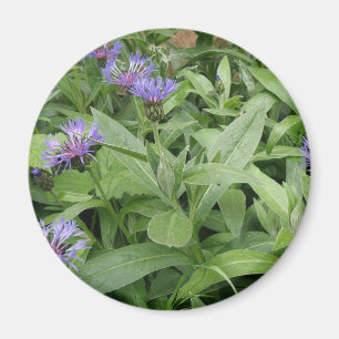 Magnet de Cornflowers