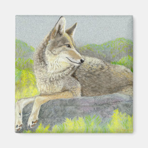 Magnet de coyote