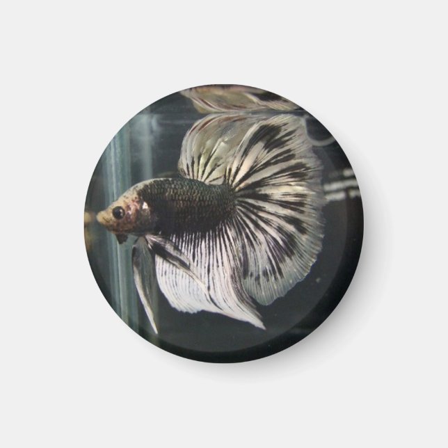 Magnet de Dalmatie noire (Devant)