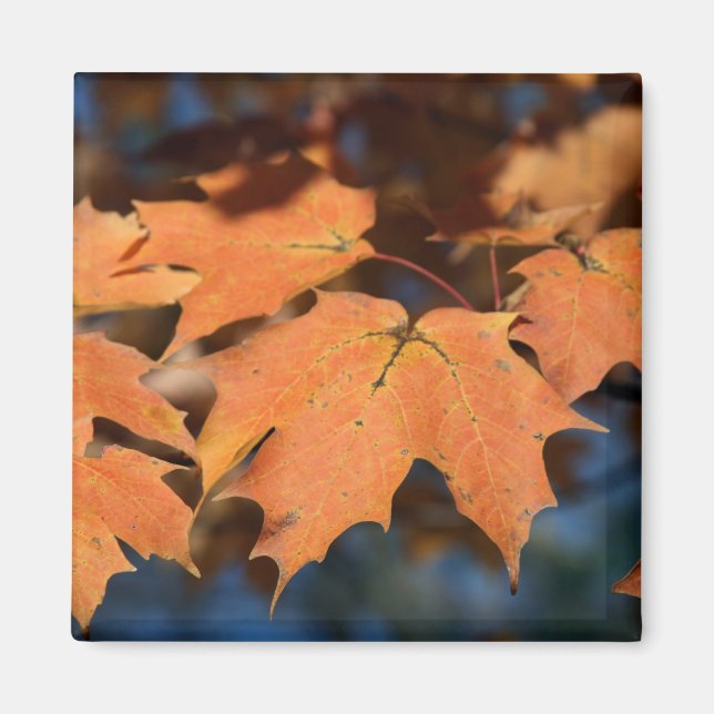 Magnet de feuilles d'automne (Devant)