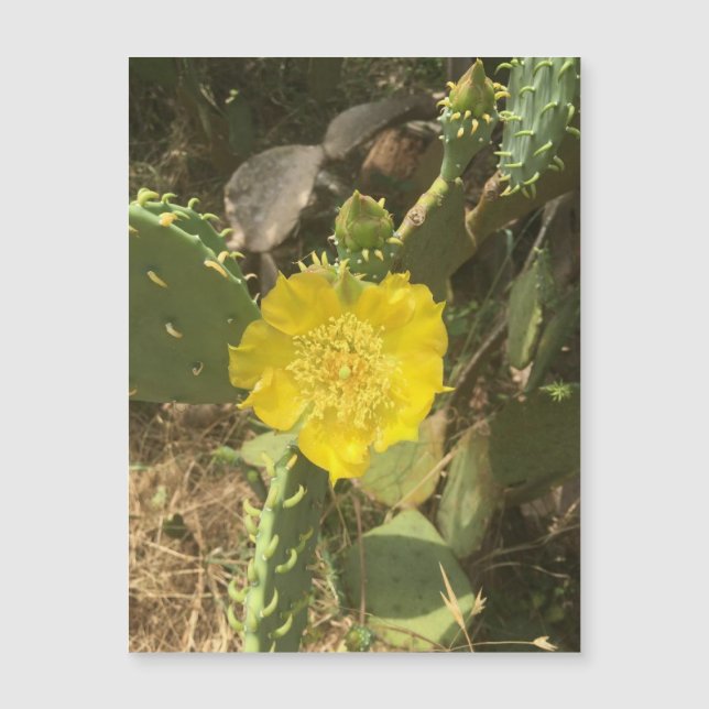 Magnet de fleur de cactus (Devant)