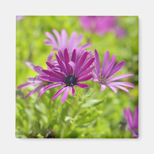 Magnet de fleur de marguerite africaine (Devant)