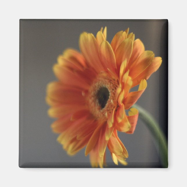 Magnet de fleurs (Devant)