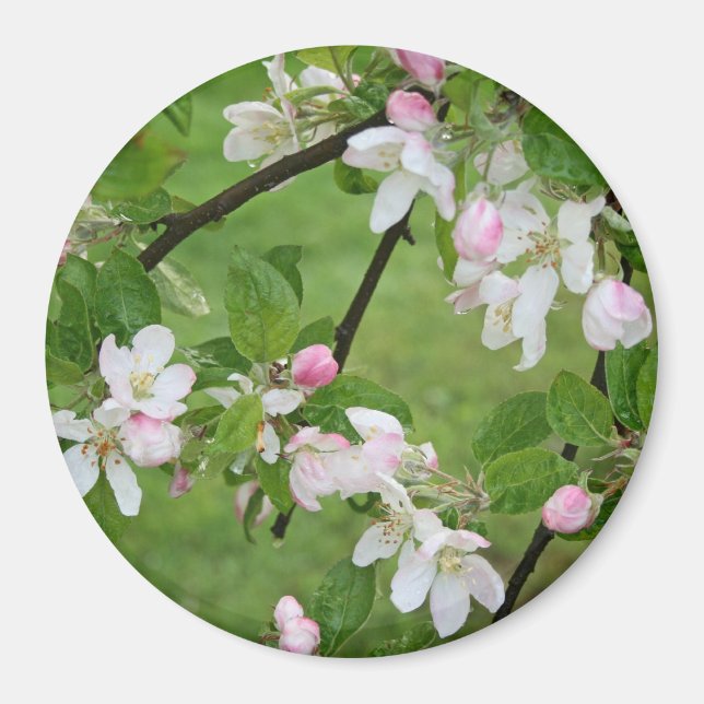 Magnet de fleurs d'Apple (Devant)