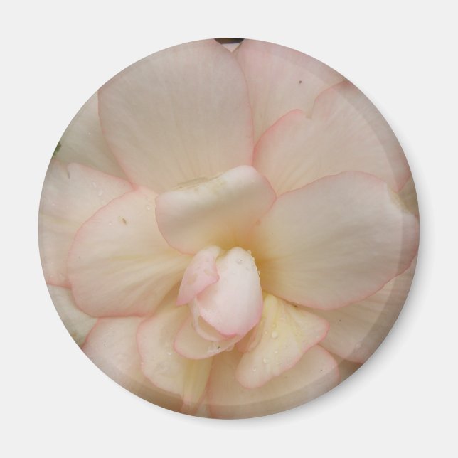 Magnet de fleurs de Begonia blanche (Devant)
