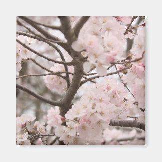 Magnet de fleurs de cerisier
