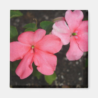 Magnet de fleurs de Coral Impatiens