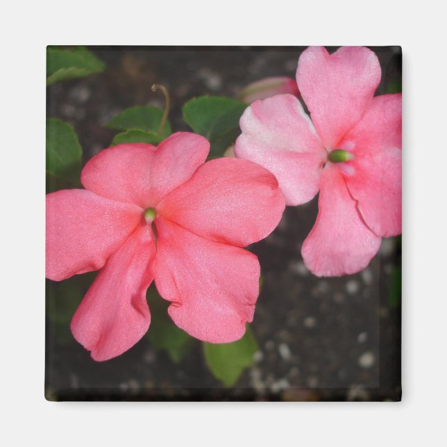 Magnet de fleurs de Coral Impatiens (Devant)