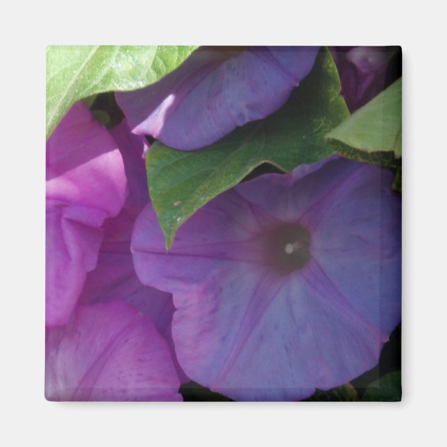 Magnet de fleurs de gloire du matin (Devant)