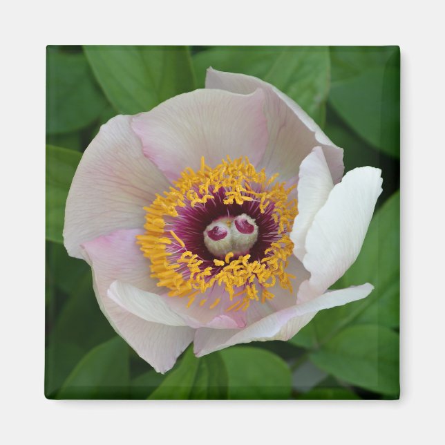 Magnet de fleurs de Paeonia (Devant)