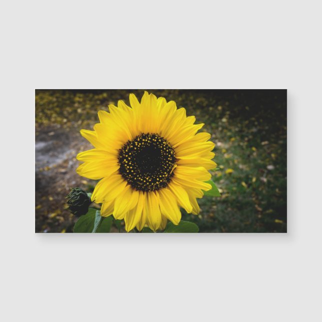 Magnet de frigidaire Tête de tournesol (Devant)