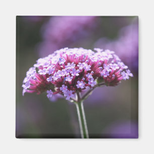 Magnet de frigo floral de Verbena