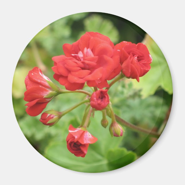 Magnet de géranium rouge (Devant)