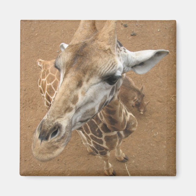 Magnet de girafe (Devant)