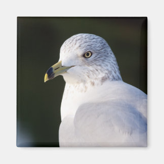 Magnet de goélands