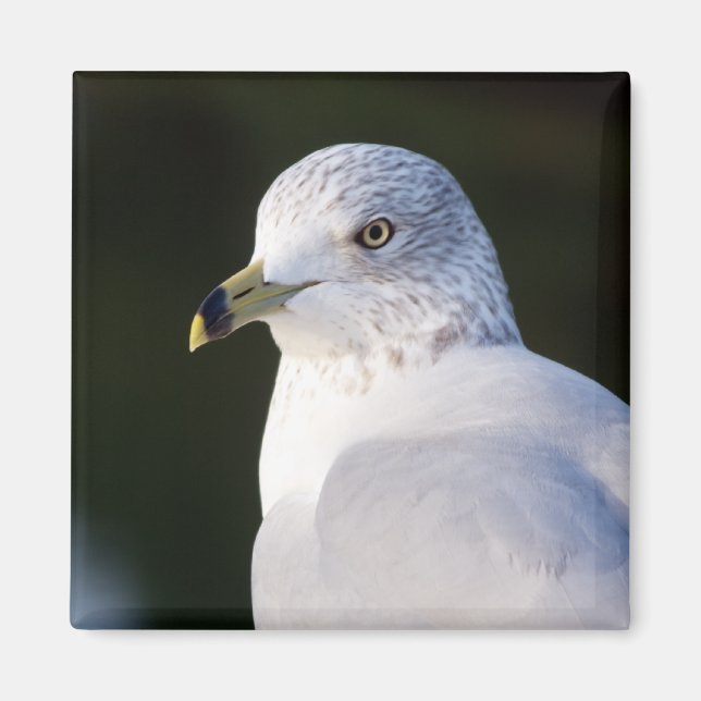 Magnet de goélands (Devant)