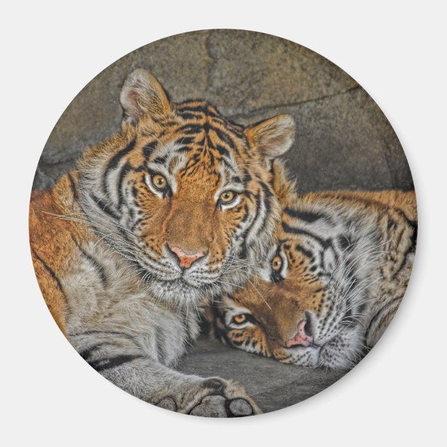 Magnet de grotte de tigre (Devant)