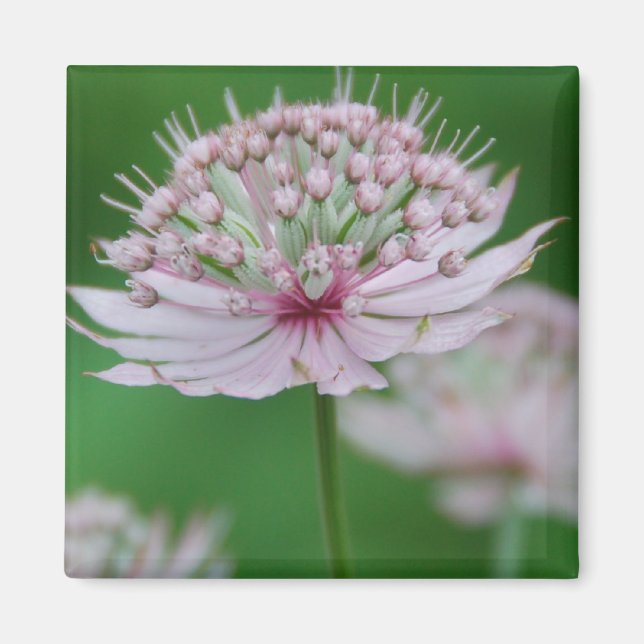 Magnet de jardin rose (Devant)