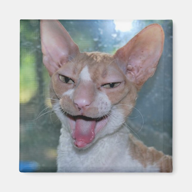 Magnet de la couche en colère (Devant)