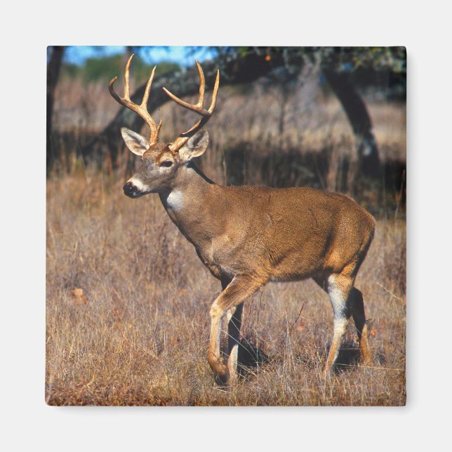 Magnet de la faune des cerfs (Devant)
