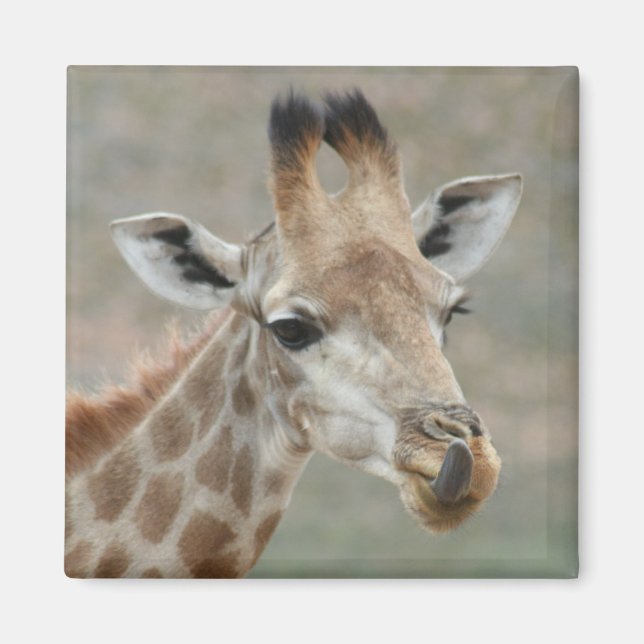 Magnet de la langue de la girafe (Devant)