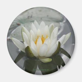 Magnet de la photo de l'eau Lily