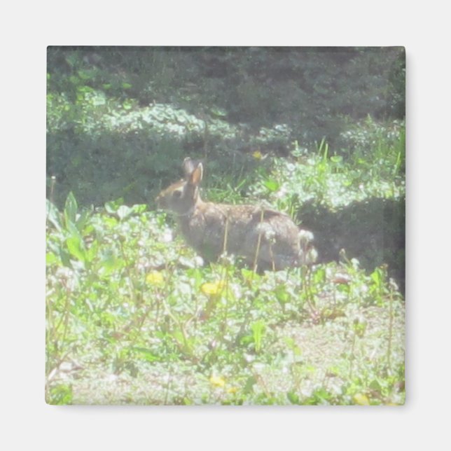 Magnet de lapin sauvage (Devant)