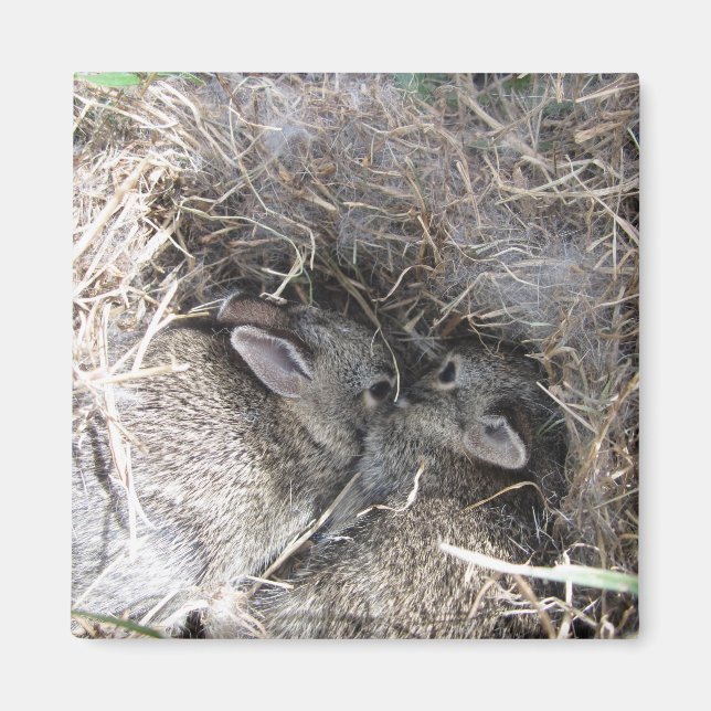 Magnet de lapins de bébé sauvage (Devant)