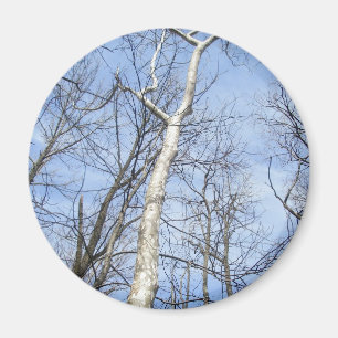 Magnet de l'arbre Sycamore