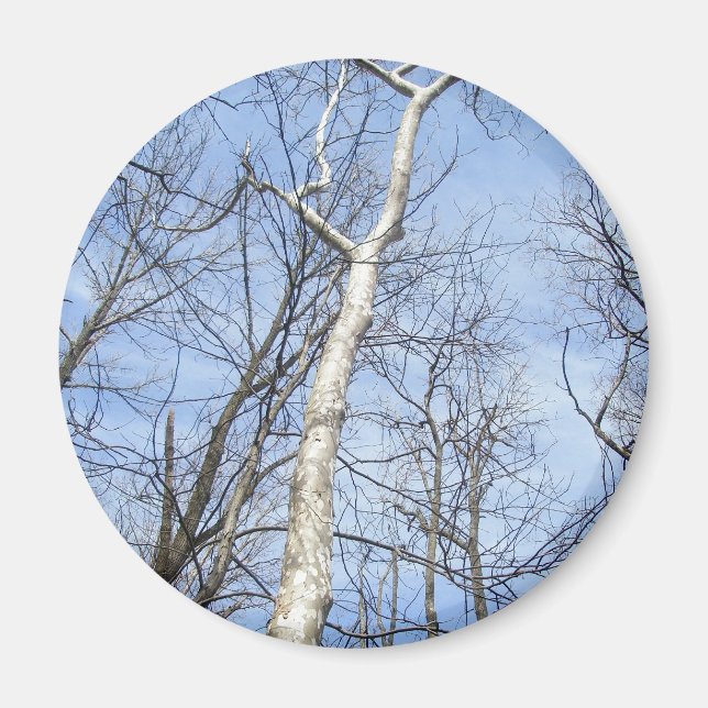 Magnet de l'arbre Sycamore (Devant)