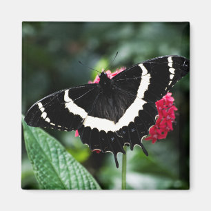Magnet de Lolipop papillon