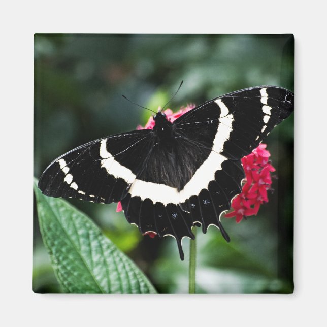 Magnet de Lolipop papillon (Devant)