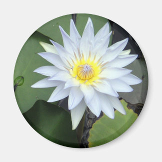 Magnet de lotus blanc