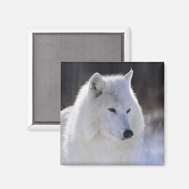 Magnet de loup arctique (Recto/Verso)