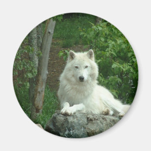Magnet de loup arctique