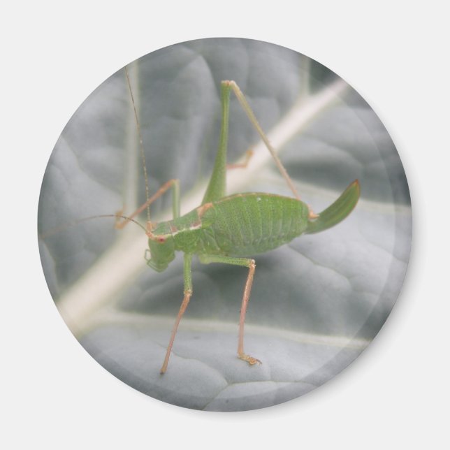 Magnet de macro de cricket vert (Devant)