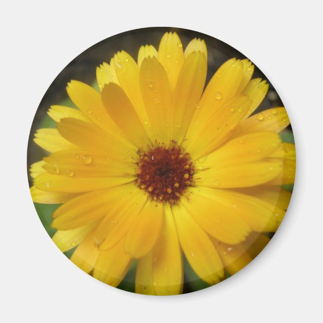Magnet de macro marigold jaune (Devant)