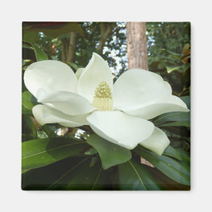 Magnet de Magnolia Grandiflora