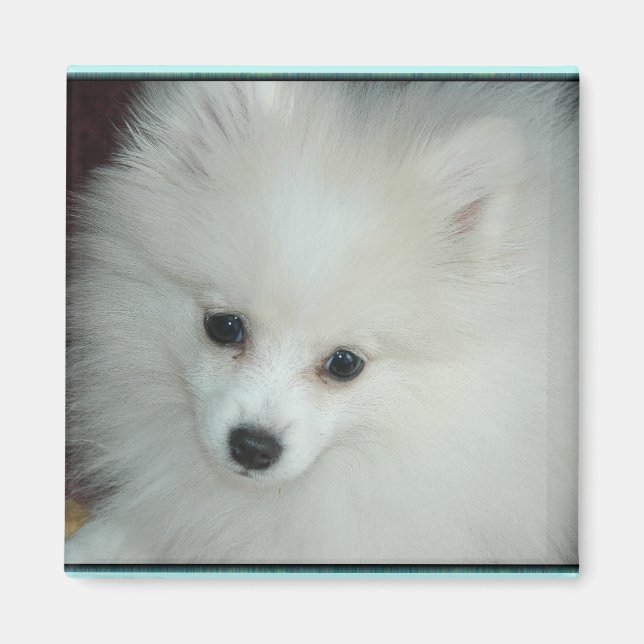 Magnet de marionnettes de Poméranie (Devant)