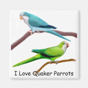 Magnet de perroquets de quaker