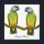 Magnet de perroquets du Sénégal<br><div class="desc">Design artistique original d'un perroquet sénégalais ou poicephalus senegalus par Carolyn McFann, designer-illustratrice, sur des affiches de qualité, des cartes et des cadeaux pour les amateurs de perroquets.</div>