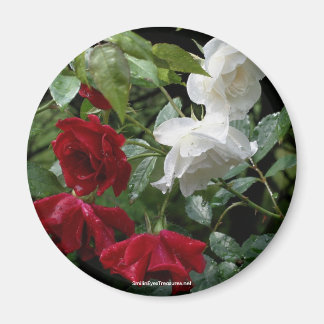 Magnet de photographie Rose trempée