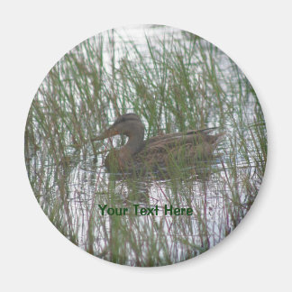 Magnet de photos de la nature de Canard Brown