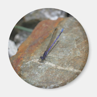 Magnet de photos de la nature de Damselfly