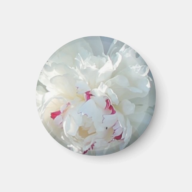 Magnet de pivoine romantique (Devant)