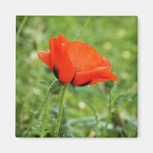 Magnet de Poppy