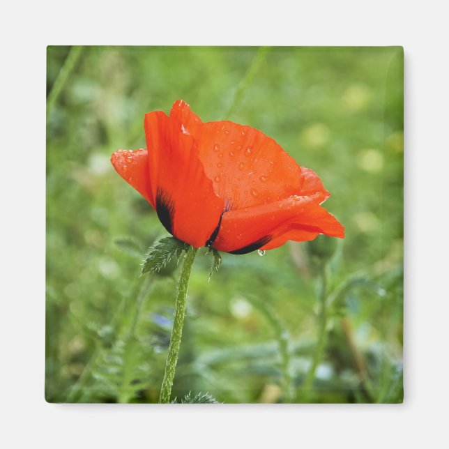 Magnet de Poppy (Devant)
