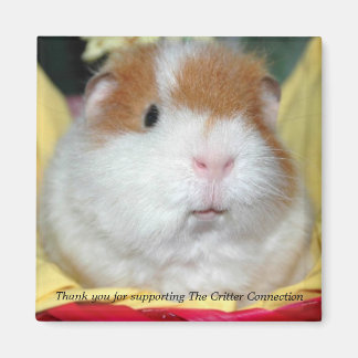 Magnet de porc de Guinée #2